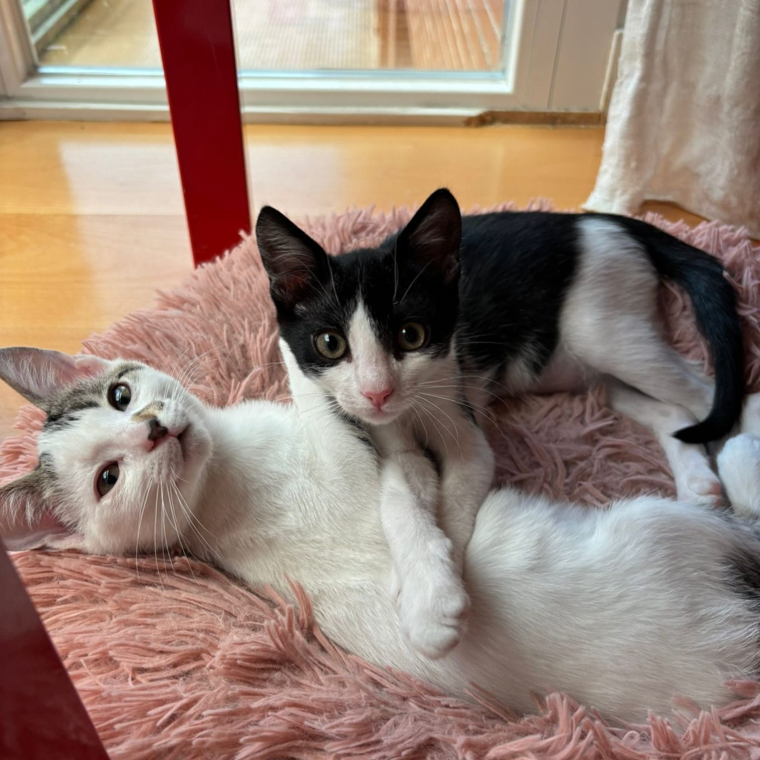 Oreo