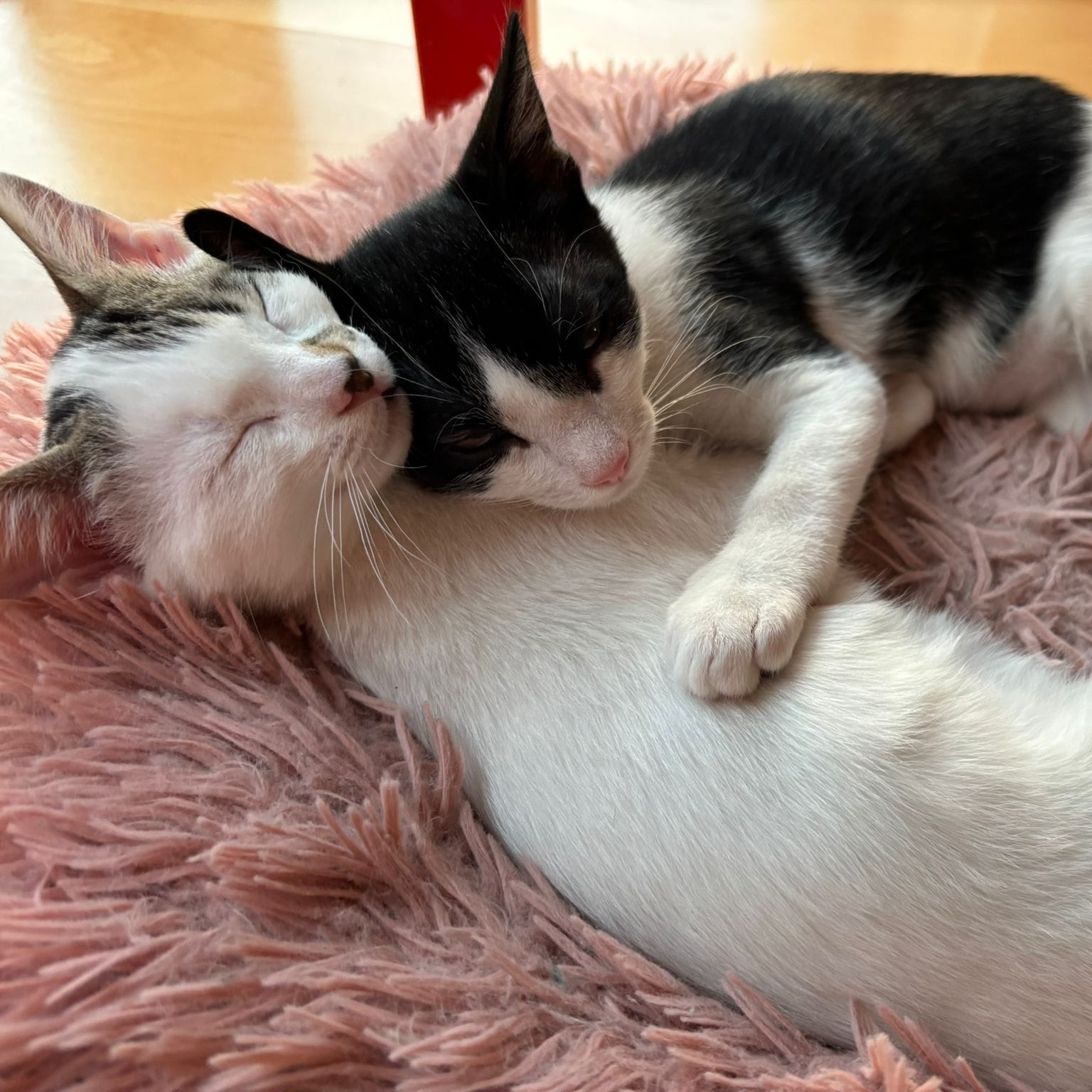 Oreo