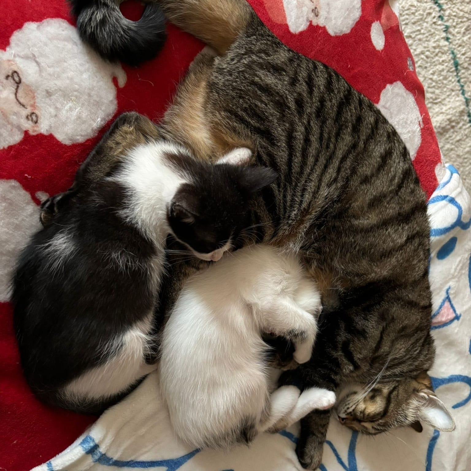 Oreo