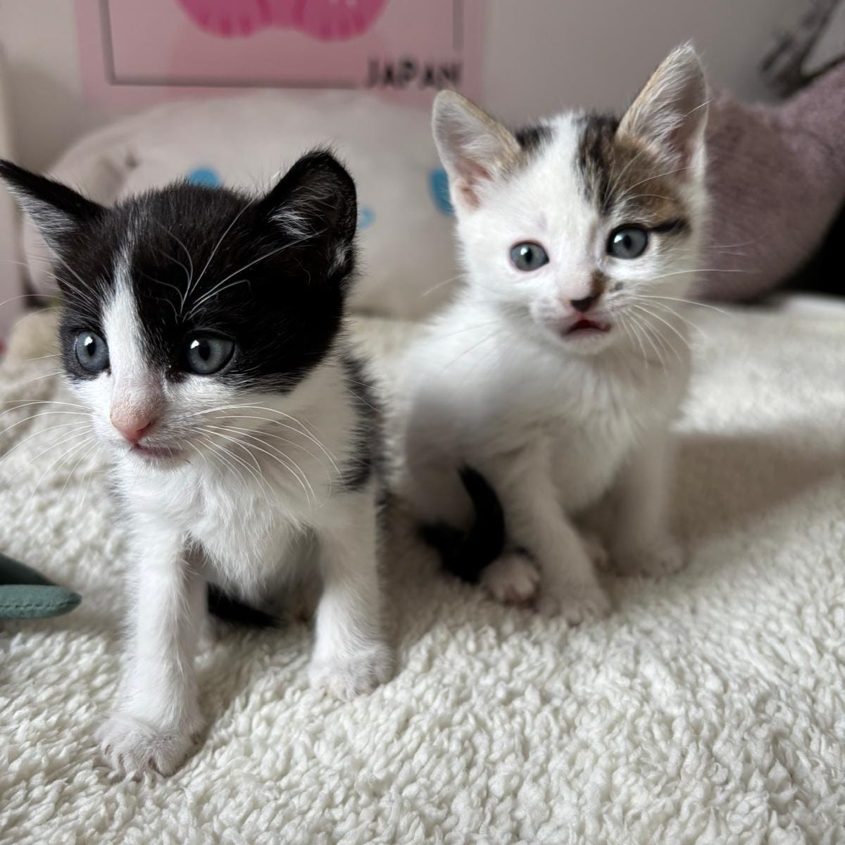 Oreo