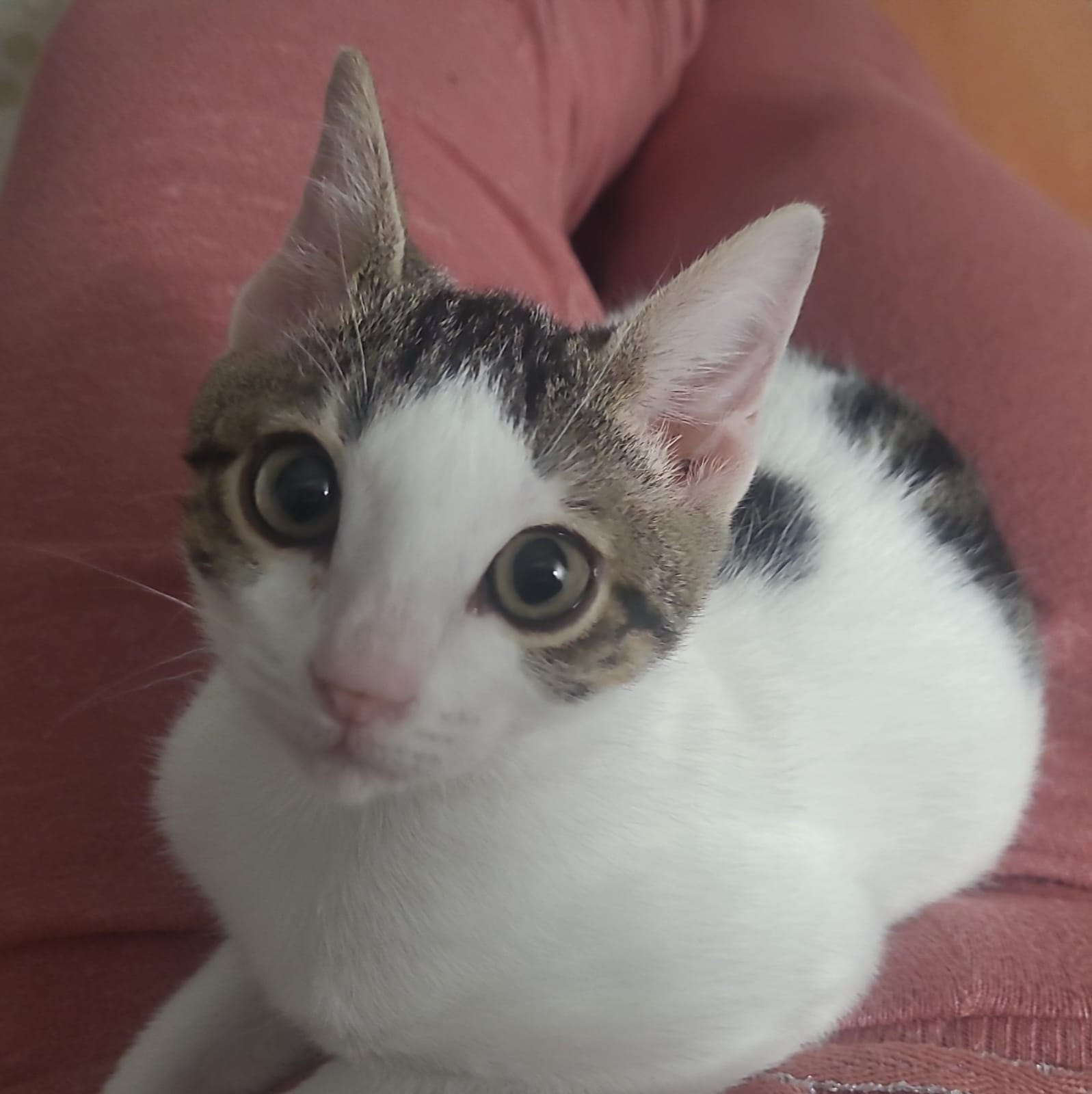 Pancho