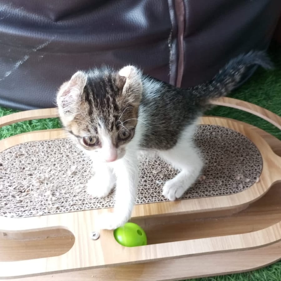 Freya