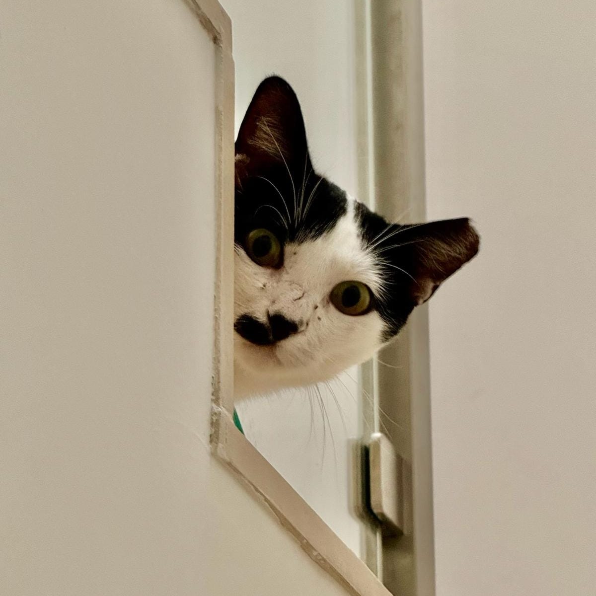 Freddie