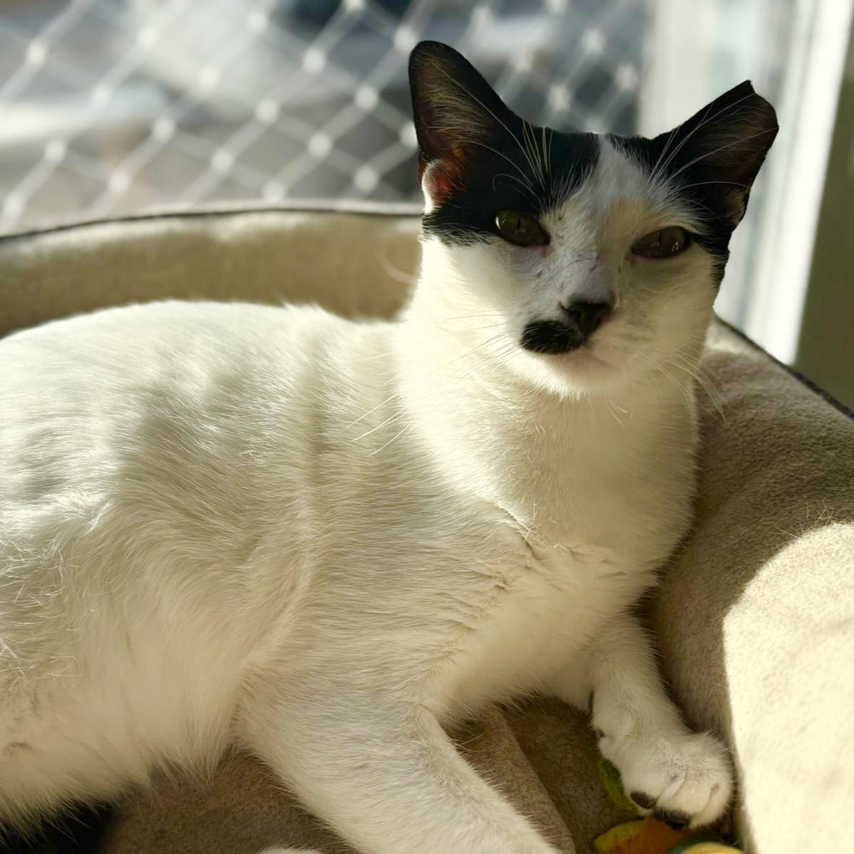 Freddie