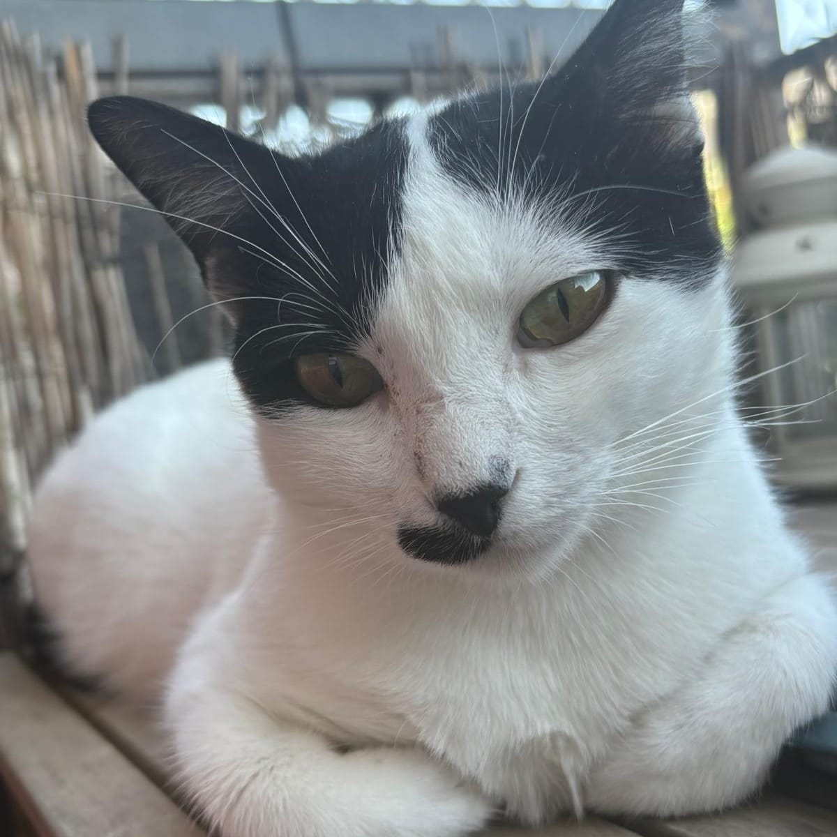 Freddie