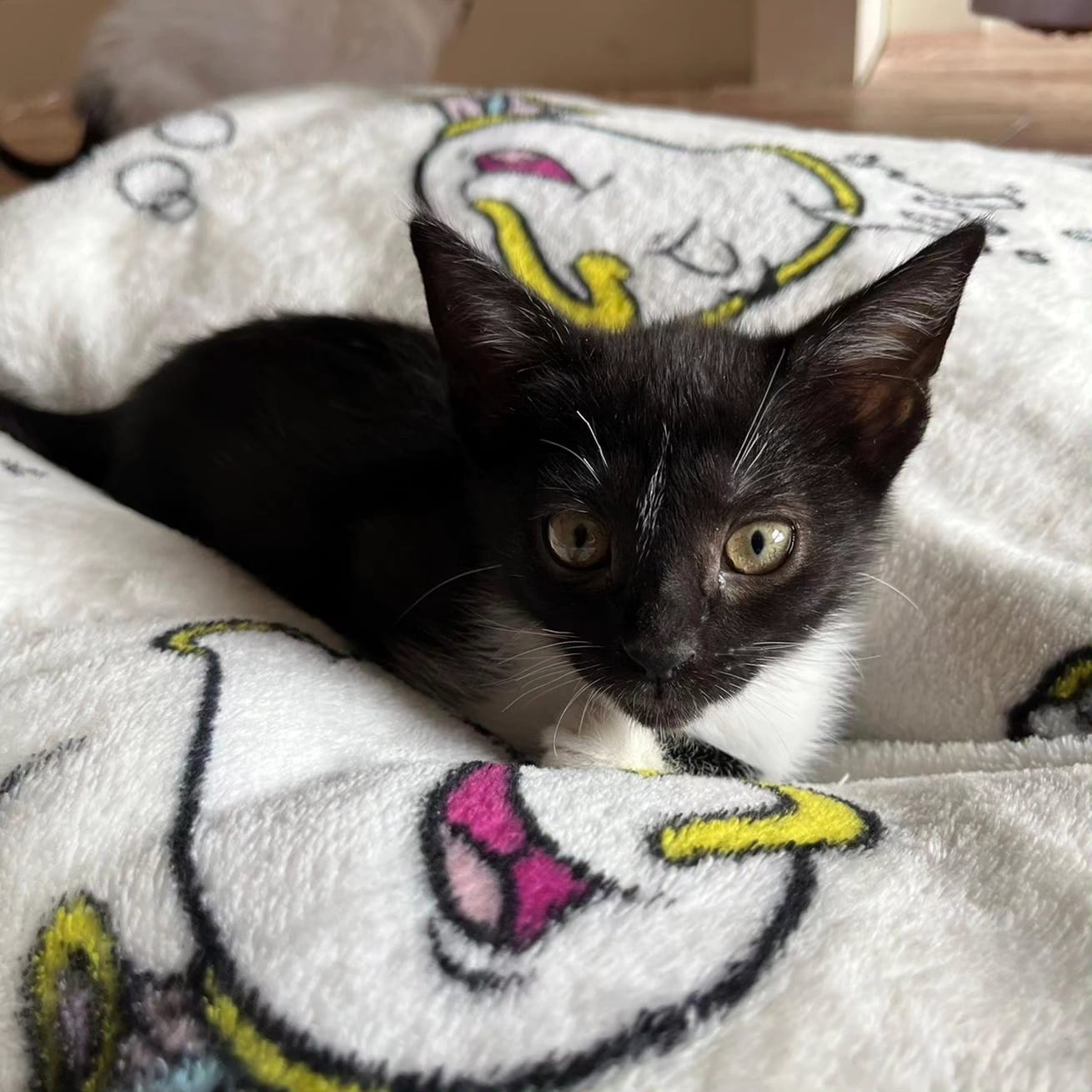 Zazu