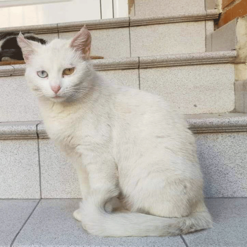 Bilá