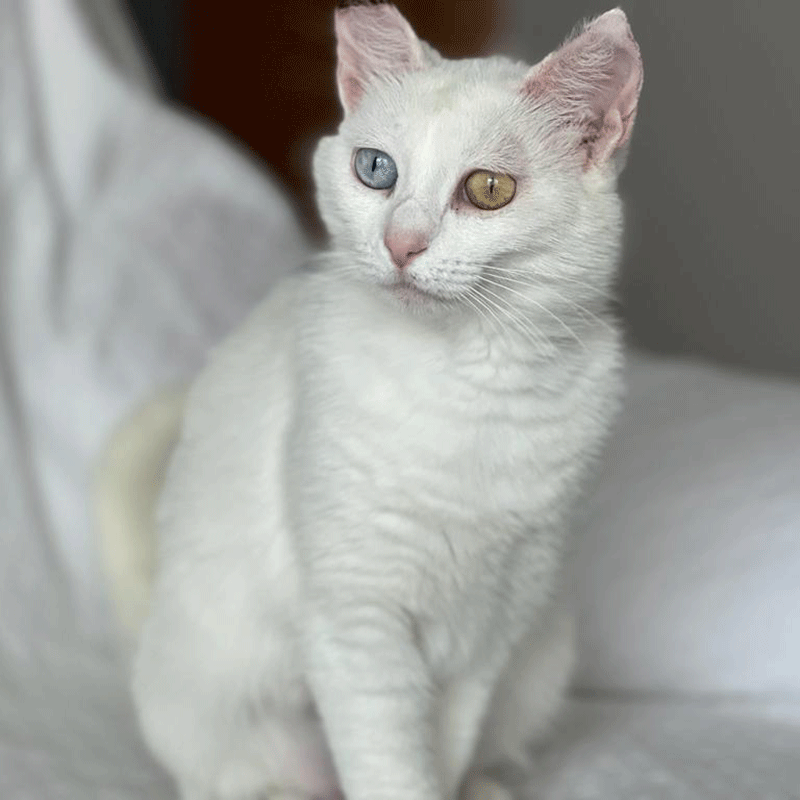 Bilá