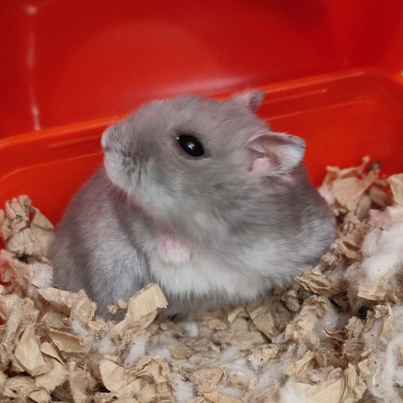 Cebollita hamster ruso