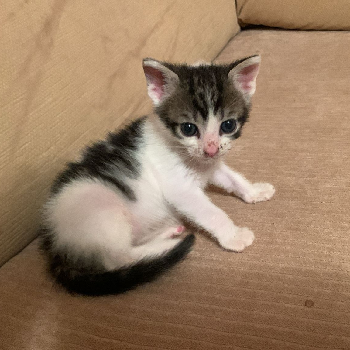 Coco