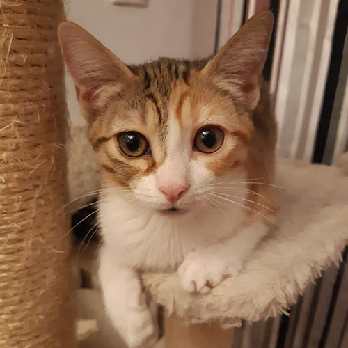 Emuná