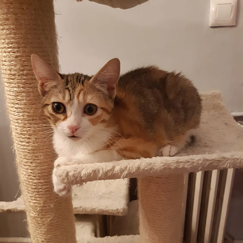 Emuná