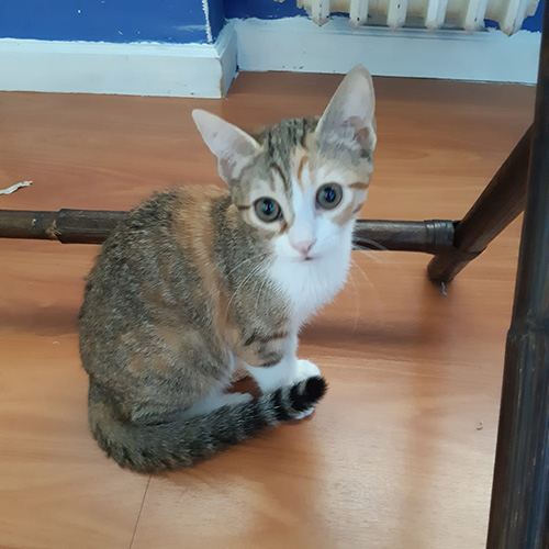 Emuná