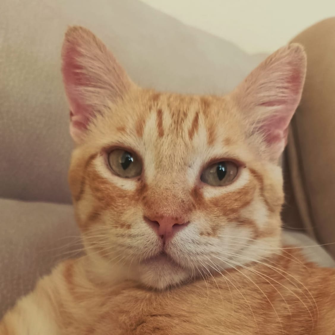 Ginger