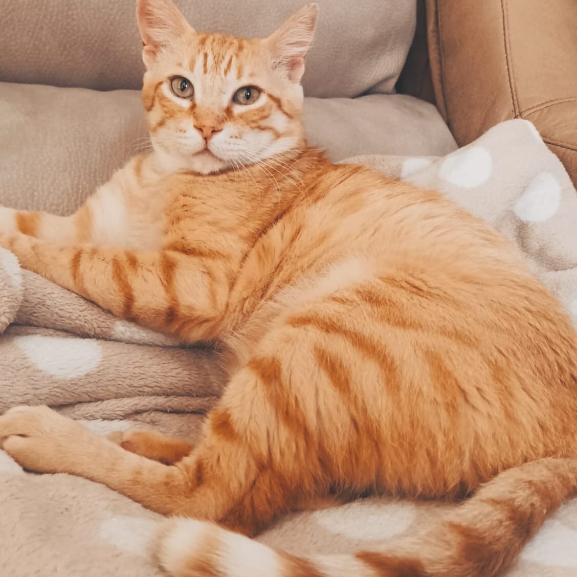 Ginger