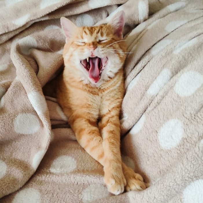 Ginger