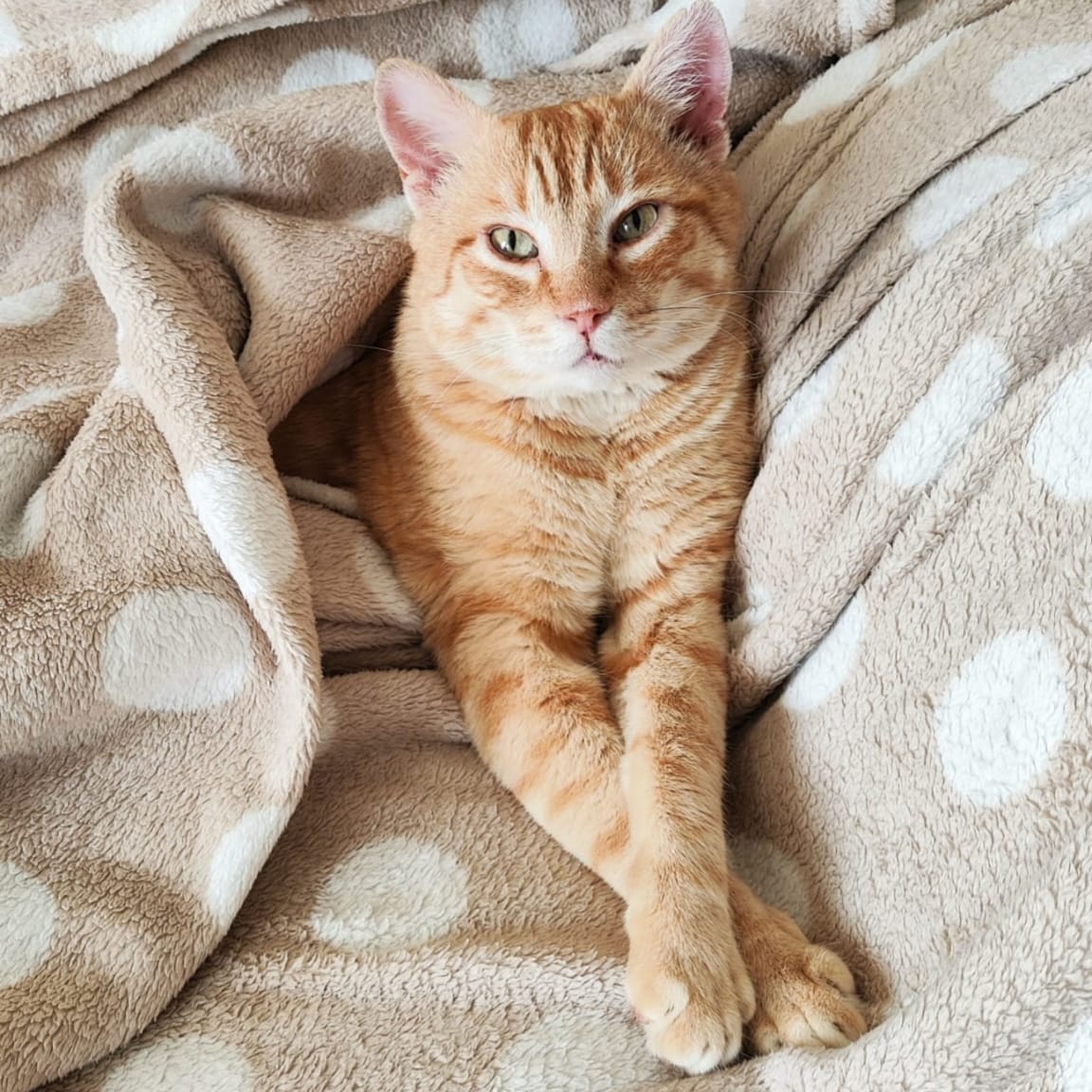 Ginger