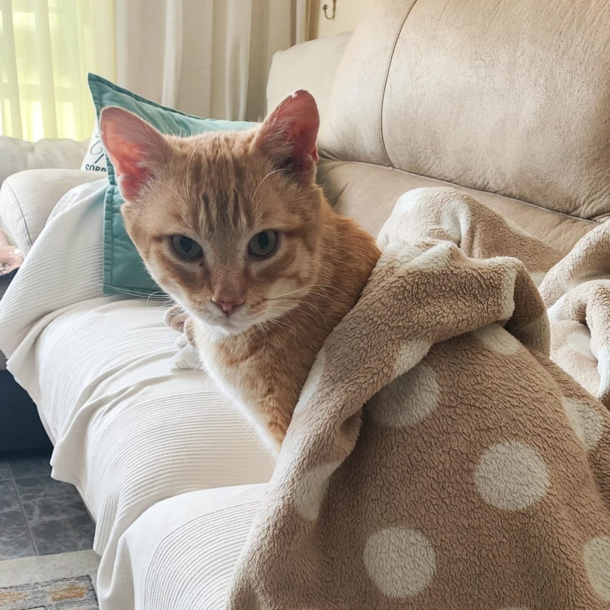 Ginger
