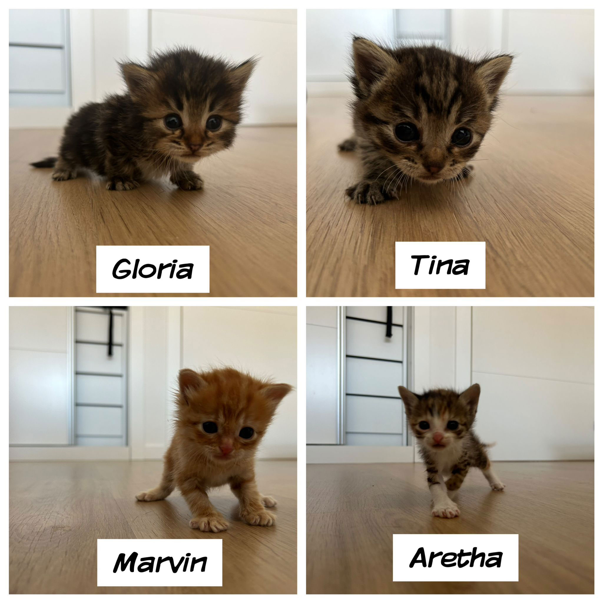 Gloria