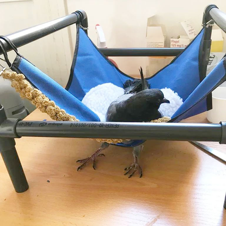 Goiko paloma