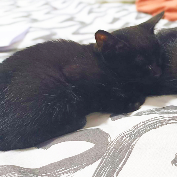 Kit