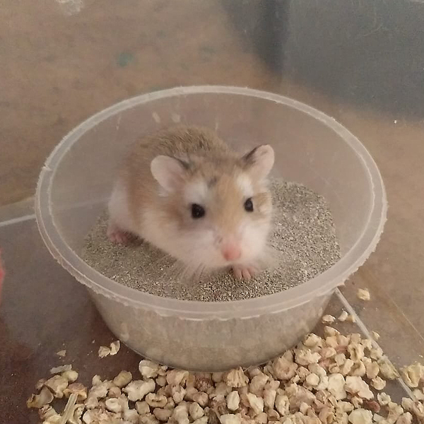 Kulito