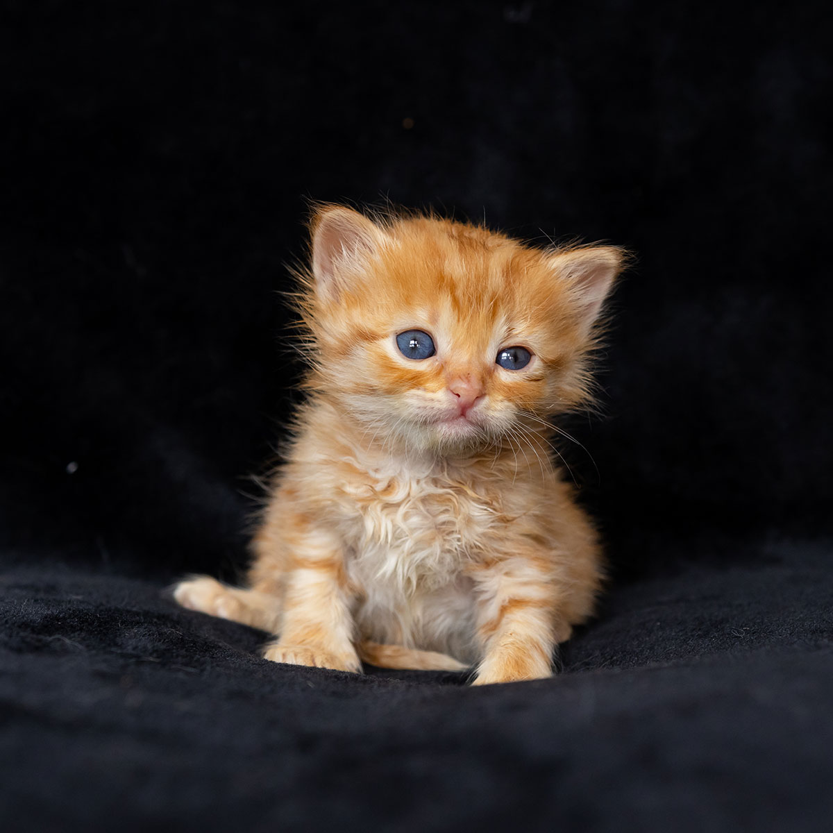 Marvin
