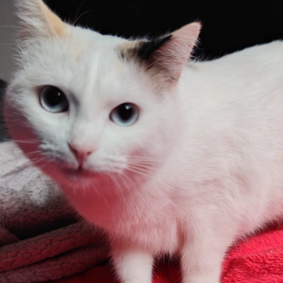 Niurka
