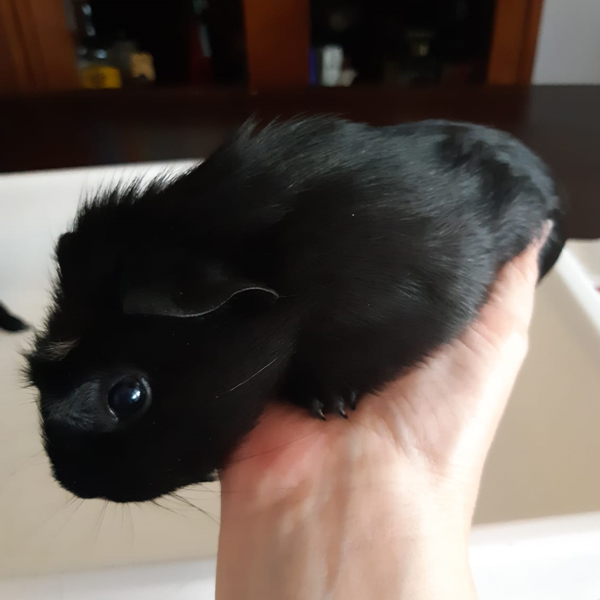 Oliver