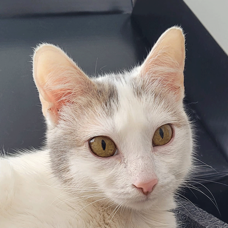 Penélope