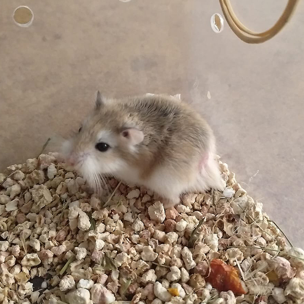 Pika