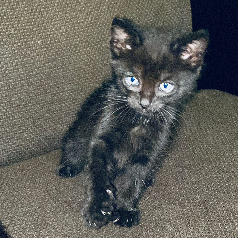 Apolo