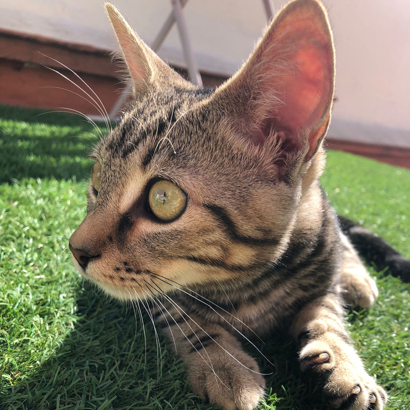 Romeo