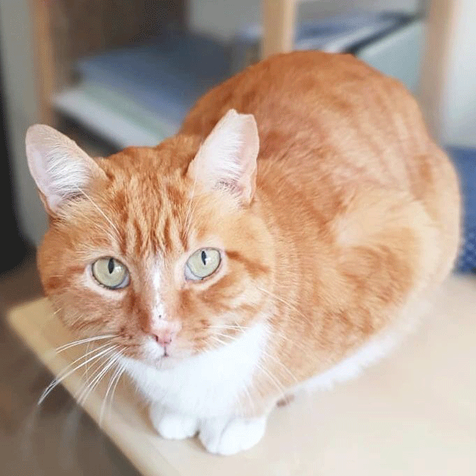 Rubí