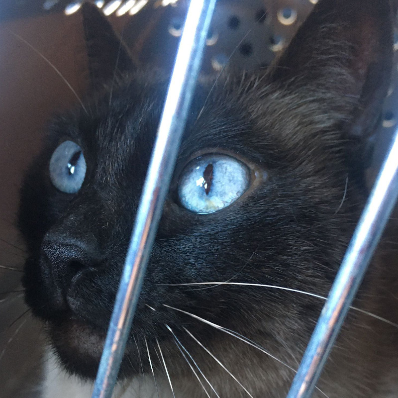 Catpuccina