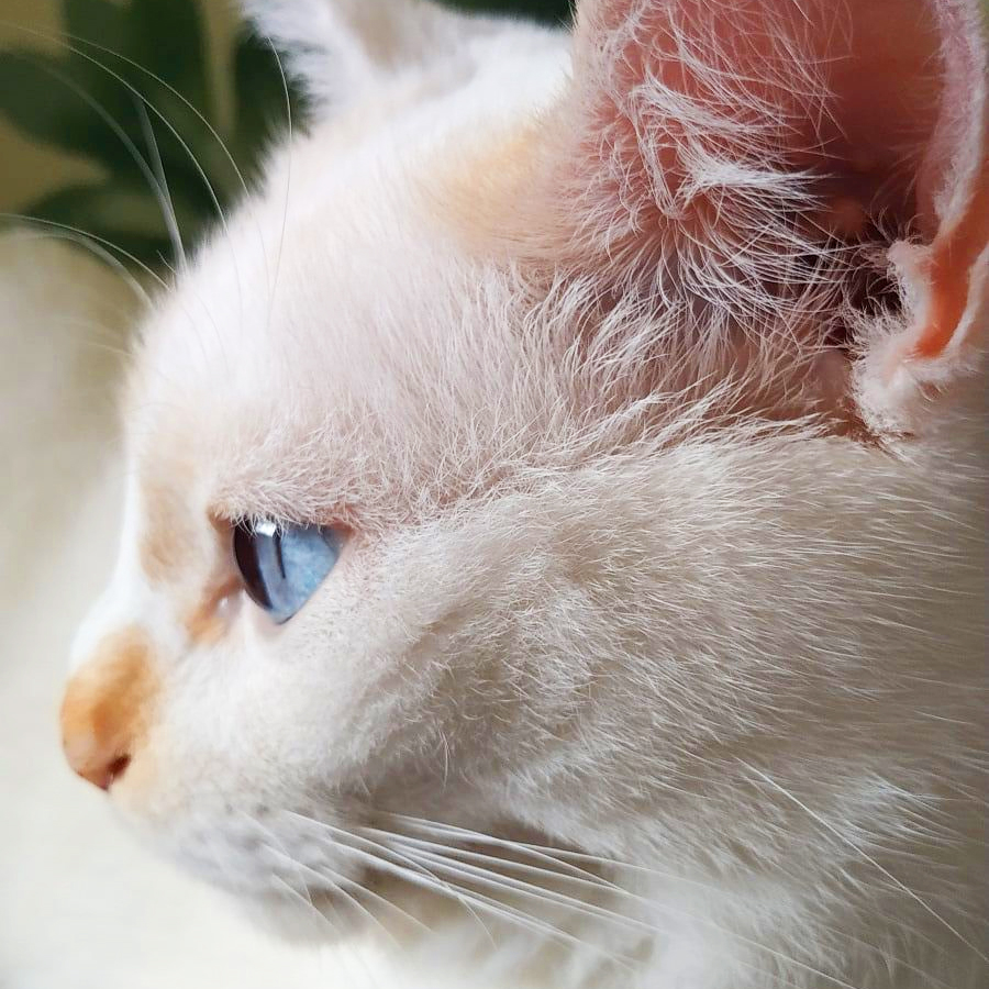 Copito