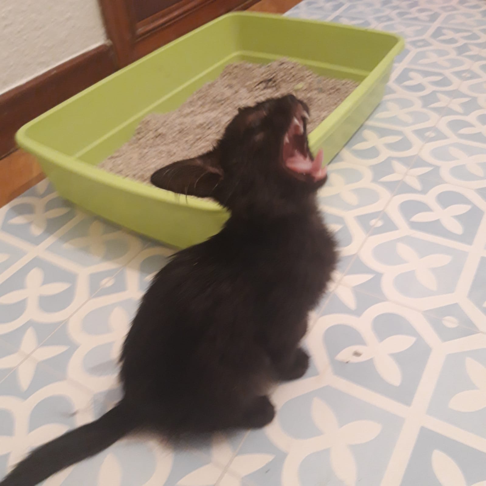 Estrellita