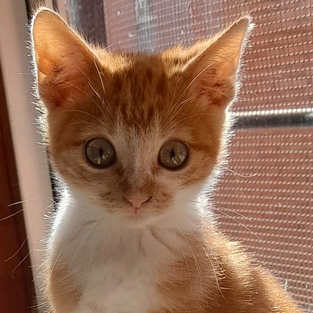 Tama