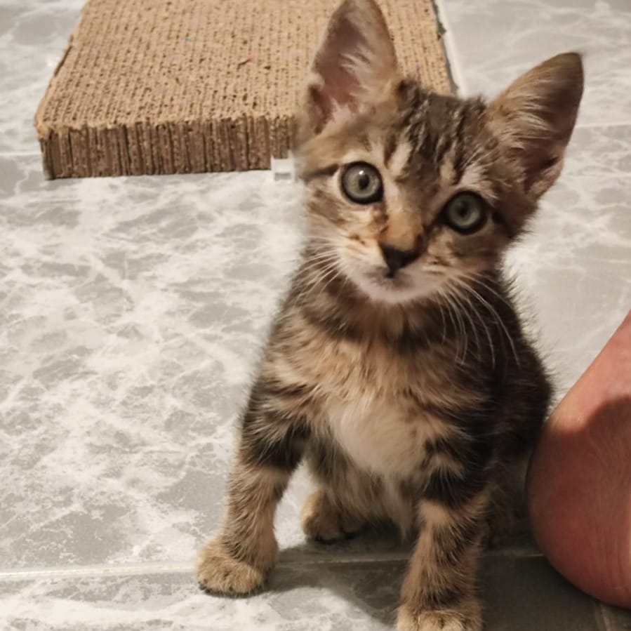 Tom