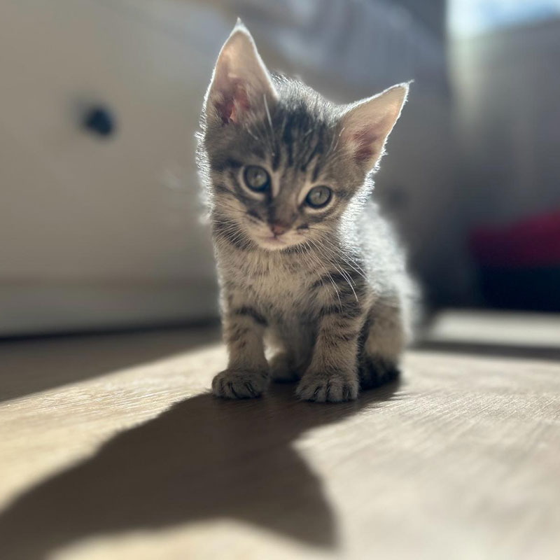Vini