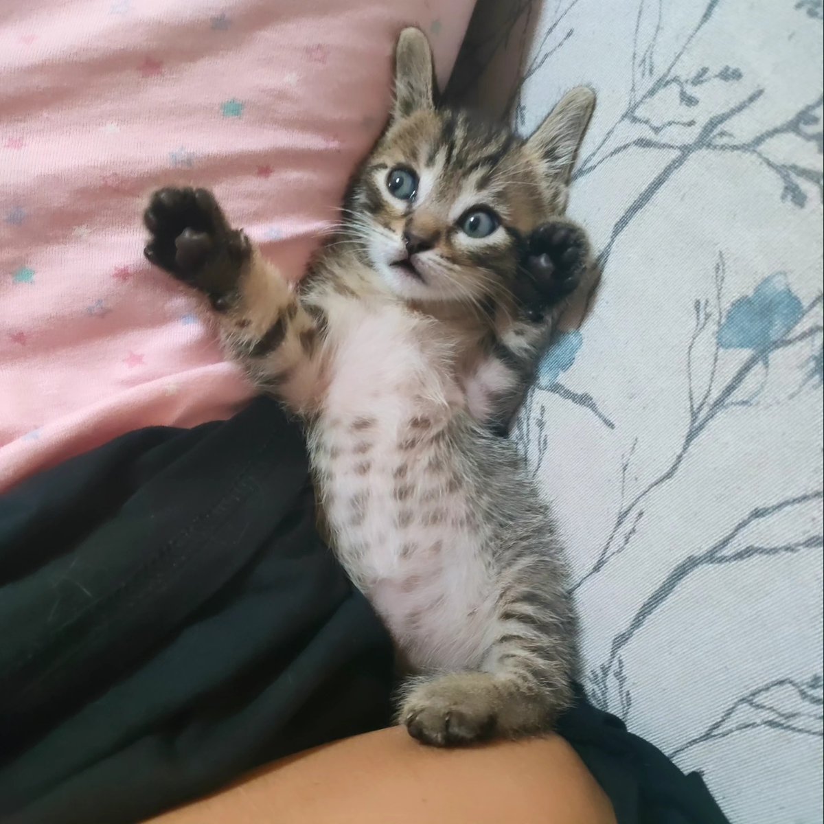 Gatito adorable levantando sus patitas