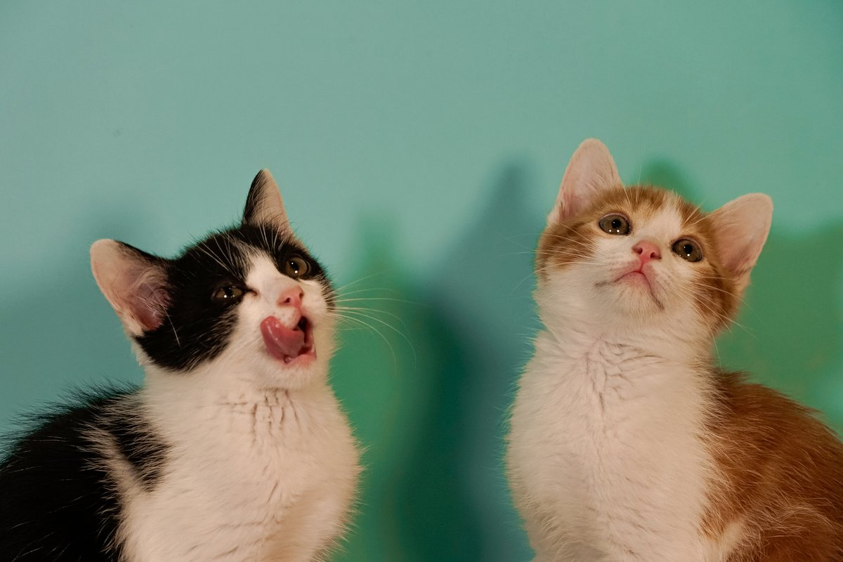 Gatitos mirando hacia arriba