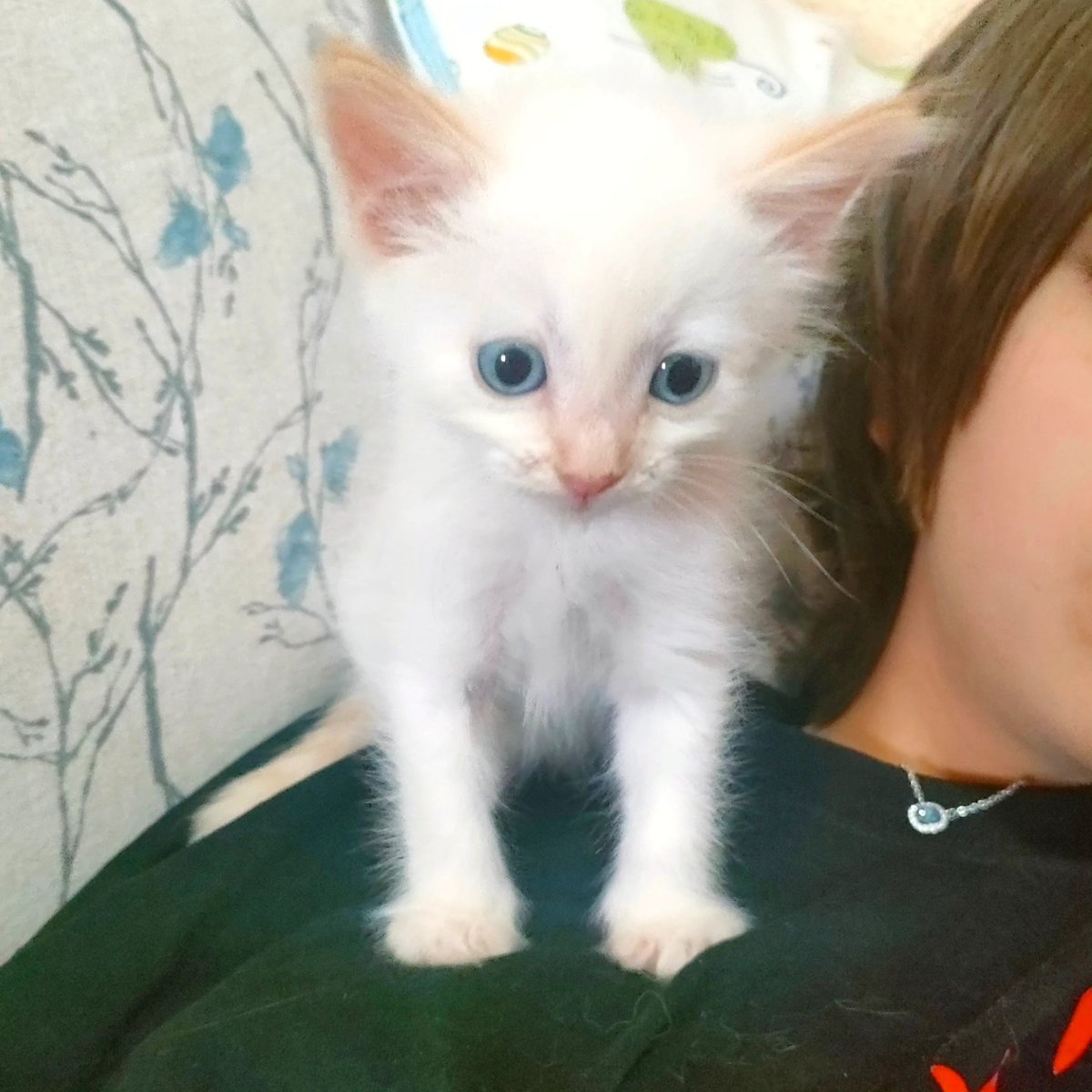 Gatito blanco de ojos azules